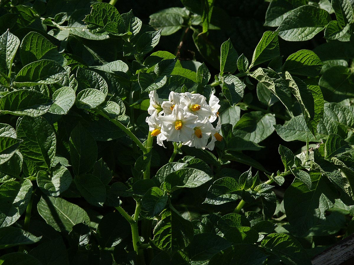 Solanum tuberosum